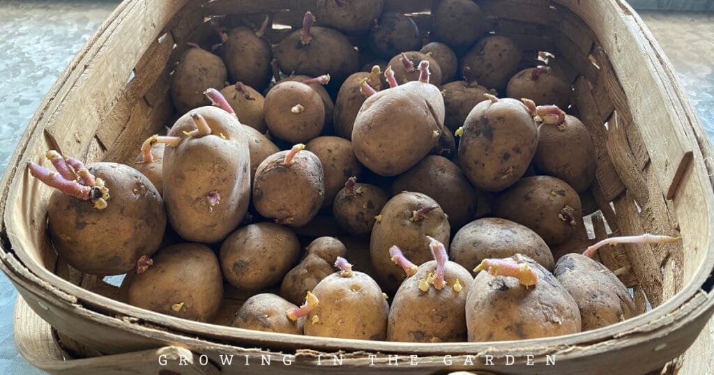How to Chit Potatoes: A Guide to Sprouting Seed Potatoes