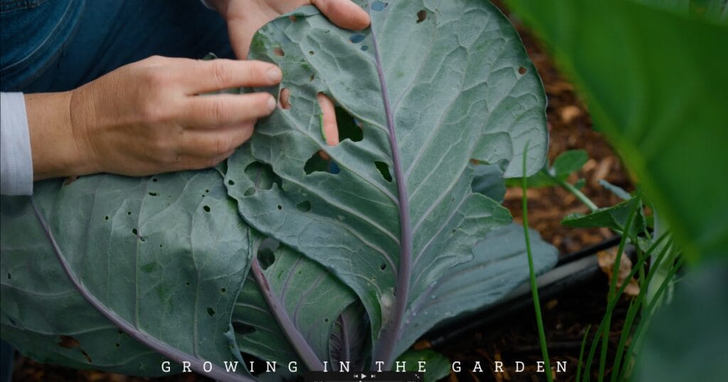 10 Essential Daily Garden Tasks