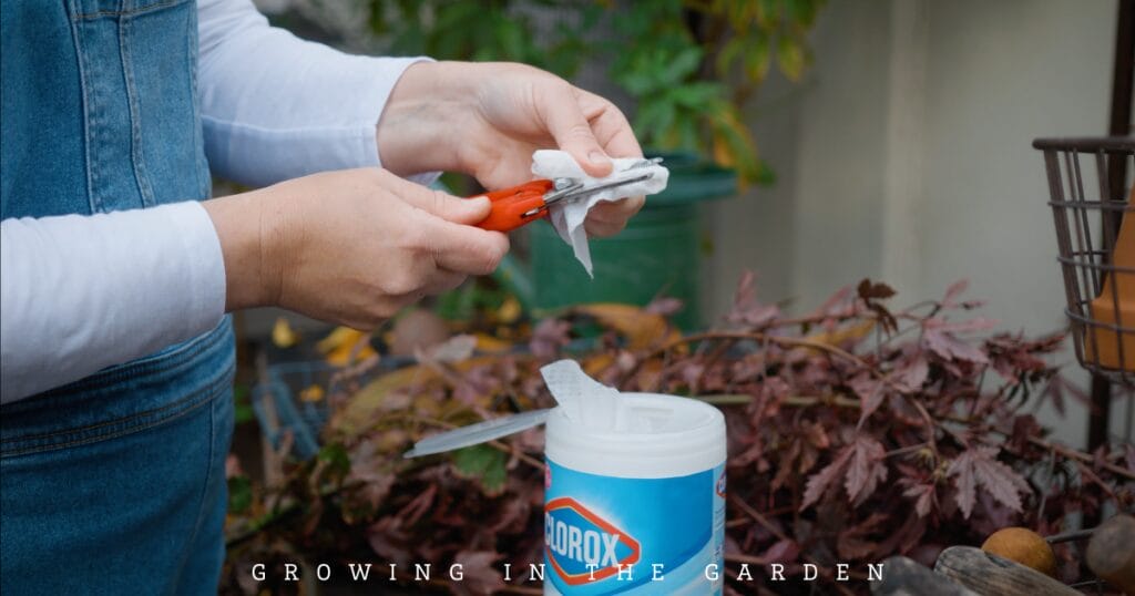 10 Essential Daily Garden Tasks