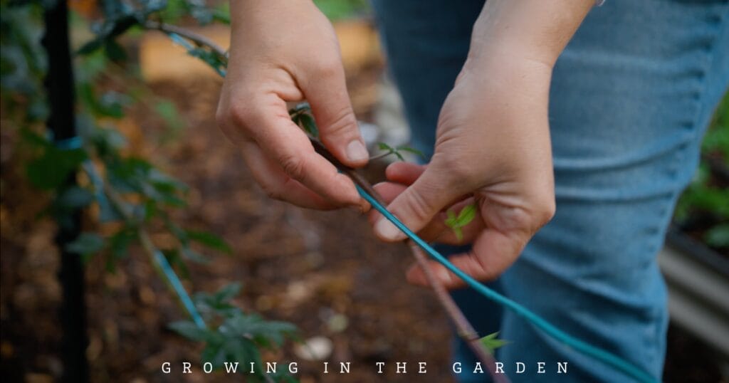 10 Essential Daily Garden Tasks