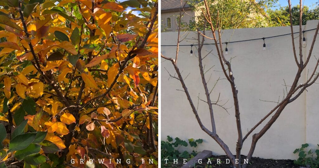 How to Plant Deciduous Fruit Trees and how to plant bare root fruit trees