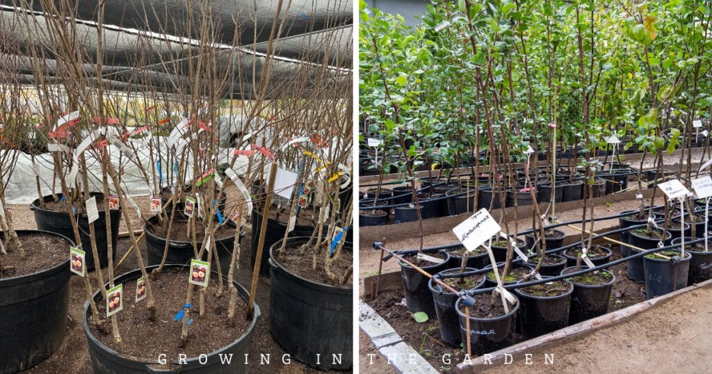 Planting Bare Root & Container Fruit Trees: A Step-by-Step Guide