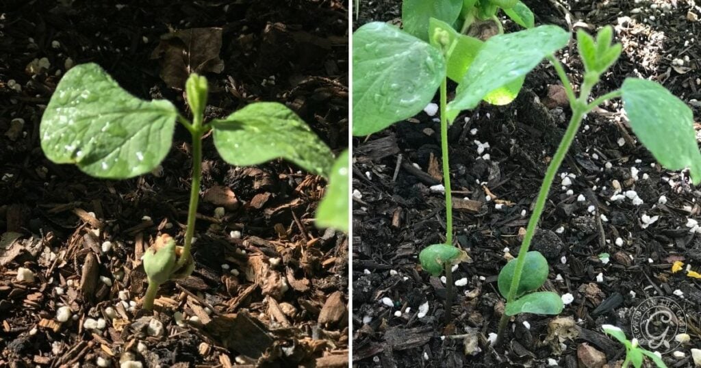 Two young green seedlings growing in soil with leaves and mulch, shown in different stages of growth—ideal for illustrating how to grow edamame from seedling to maturity.
