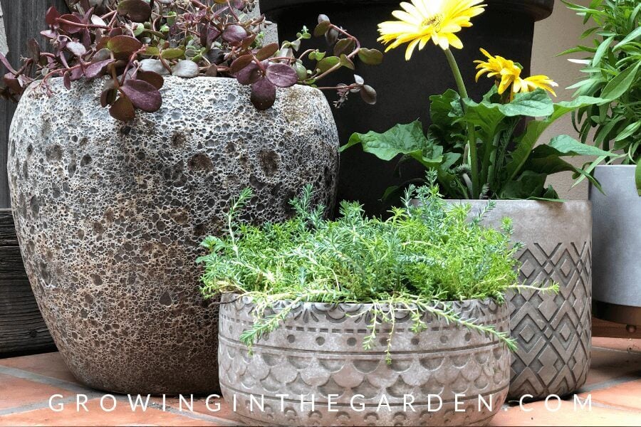 How to Plant Pots - Tips for Container Gardening