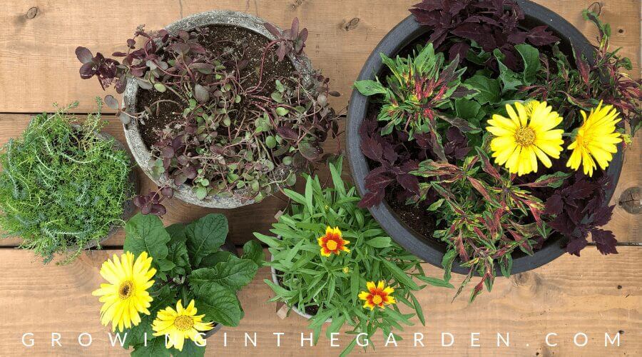 How to Plant Pots - Tips for Container Gardening