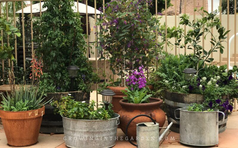 Learn how to plant pots with these 8 tips for container gardening