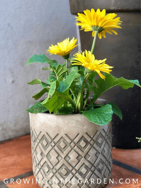 How to Plant Pots - Tips for Container Gardening