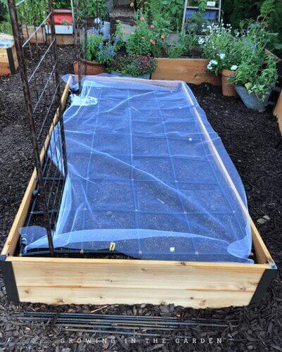 Use barrier methods such as tulle or cloches to prevent birds from eating planted seeds or damaging seedlings. Young seedlings are also tempting to in-ground pests like rollie-pollies. Use the tips in this blog post to help prevent pest damage. 