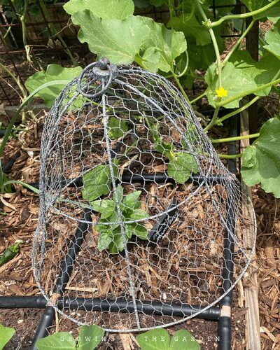 Use barrier methods such as tulle or cloches to prevent birds from eating planted seeds or damaging seedlings. Young seedlings are also tempting to in-ground pests like rollie-pollies. Use the tips in this blog post to help prevent pest damage. 