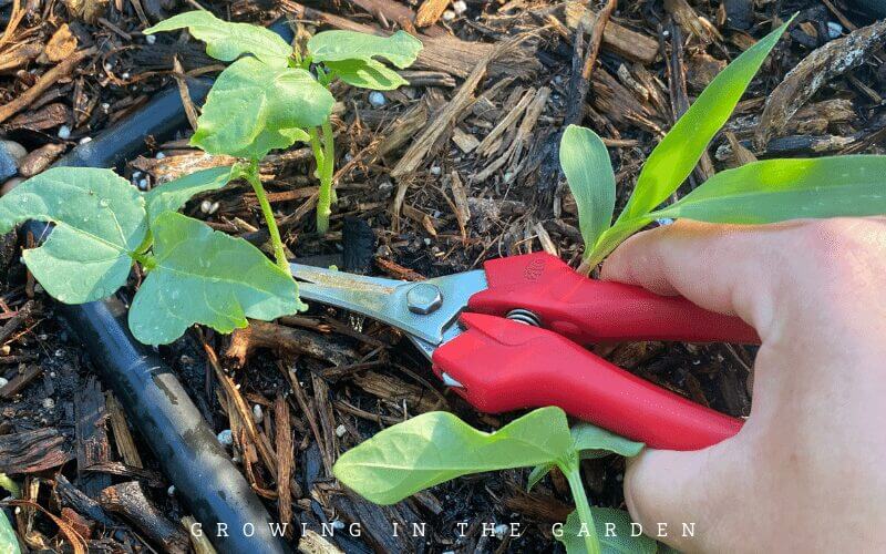 How to thin seedlings