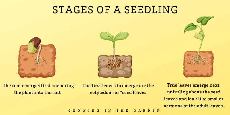 Stages of a seedling
