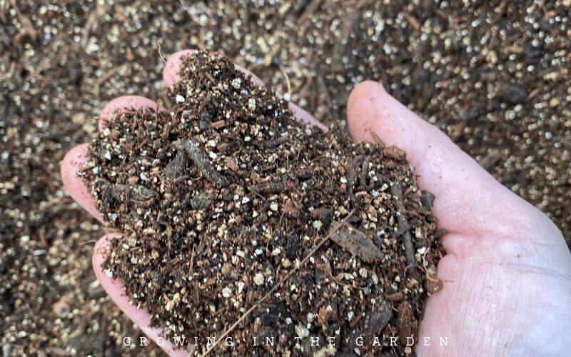  How to Plant Seeds Outside