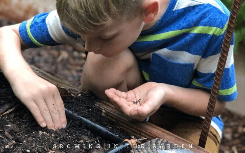 As a general rule, plant seeds two times as deep as they are wide (not tall). Seeds may require light to germinate and should not be planted deeply but only lightly covered with soil. Follow seed packet directions for exact depth requirements. 