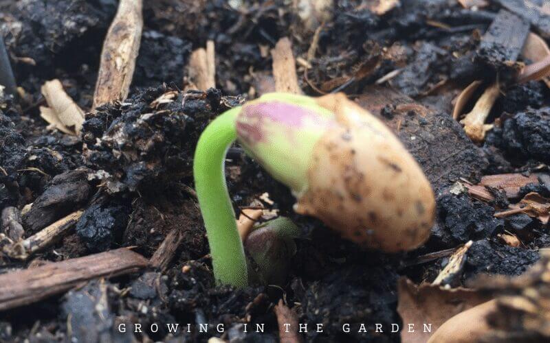 6. Do not let newly planted seeds dry out