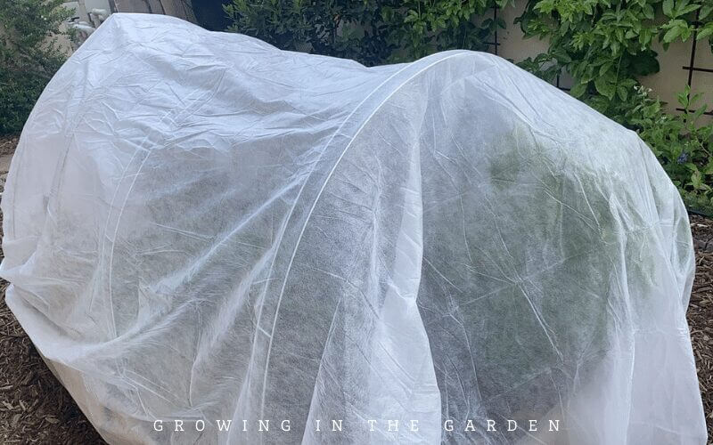 Pay attention to the weather and be prepared to cover newly planted seedlings with frost cloth, cloches, or row covers if temperatures fall below freezing. 