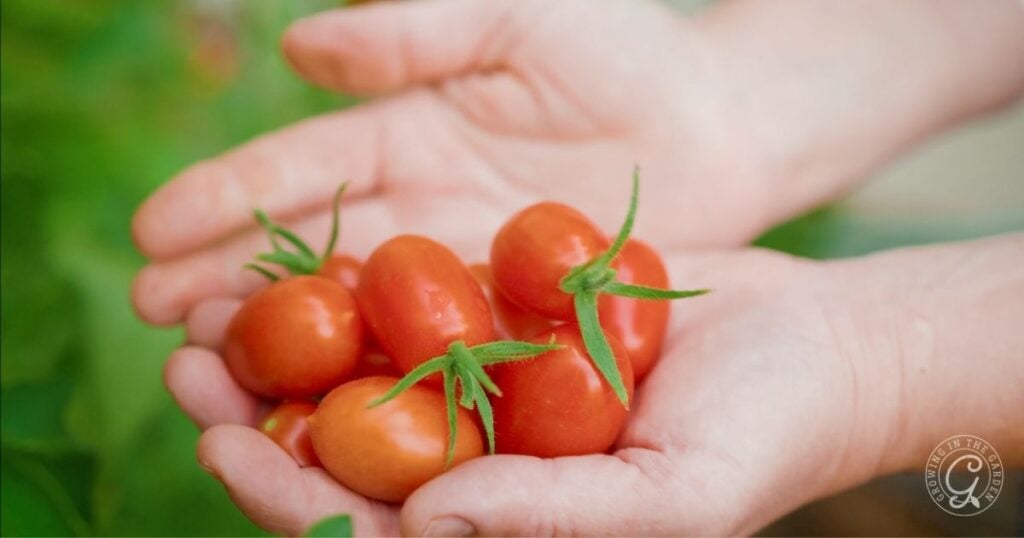 A person holding several freshly picked red tomatoes in their hands, with green stems attached—showcasing the rewarding results of learning how to plant tomatoes.