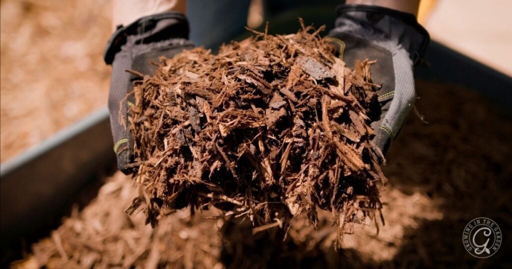 Gloved hands holding a large pile of brown wood mulch above a container, ideal for gardeners learning how to plant tomatoes.