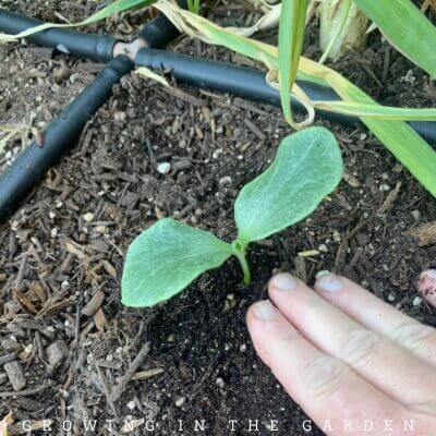 Press the ground firmly but gently.