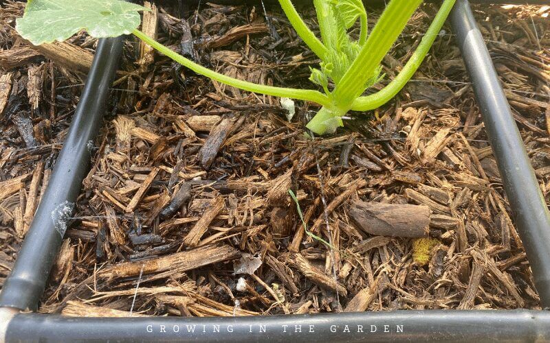 Water young seedlings often