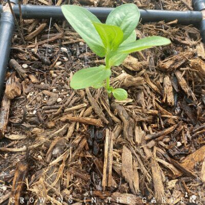 Spread mulch around the transplant
