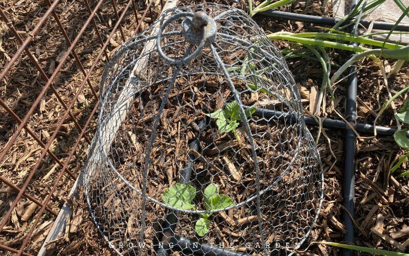 Protect young transplants from birds with barrier methods