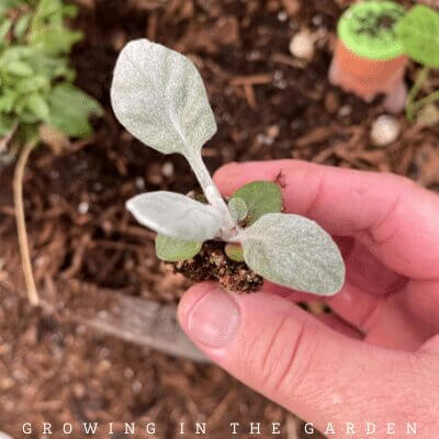 How to Plant Transplants