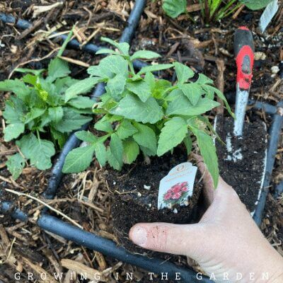 How to Plant Transplants