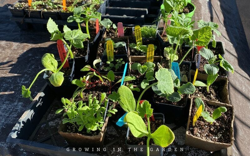 How to Plant Transplants