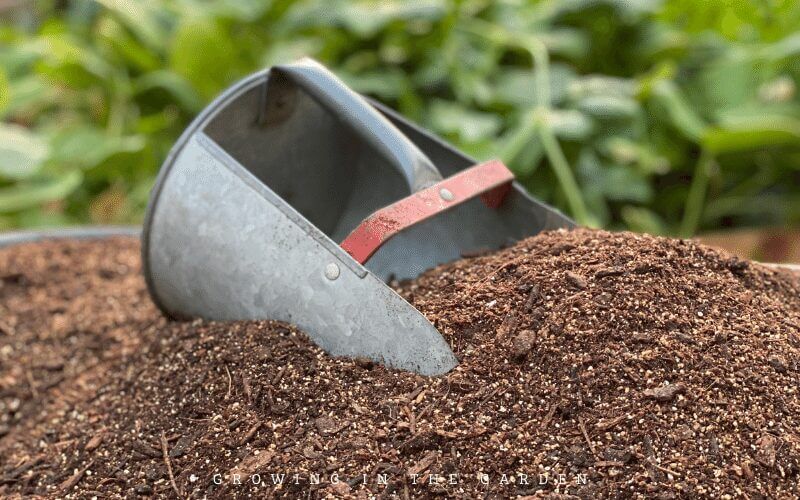 Prepare the soil before planting transplants
