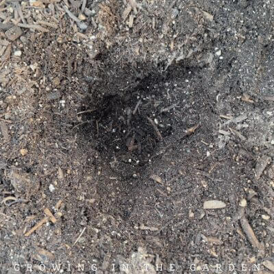 Dig a planting hole as deep as the plant's root ball and a little wider.