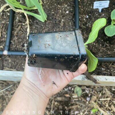 Gently remove the plant from its container by tipping it over into your hand. Gently tap the bottom of the pot to encourage the seedling out. Handle transplants carefully; handle transplants by the leaves rather than the stem.