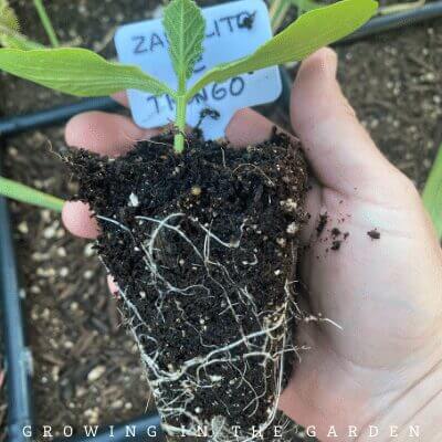 Inspect the roots. Gently loosen the roots, mainly if they are concentrated at the bottom of the plant with no visible soil. 