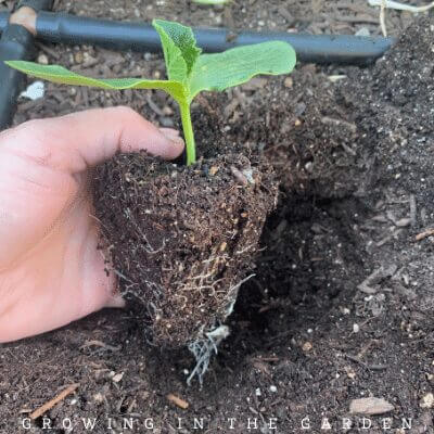 Put the transplant in the hole at ground level or a little higher to allow for settling. (An exception is tomatoes, which you plant deeper.)