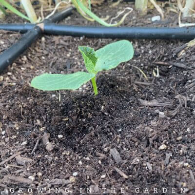 Fill in the remainder of the hole with soil