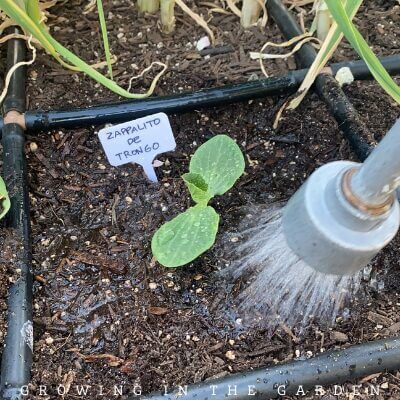 Gently soak the soil after planting to eliminate air pockets and help the roots settle in. 