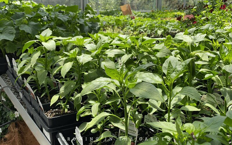 How to Plant Transplants