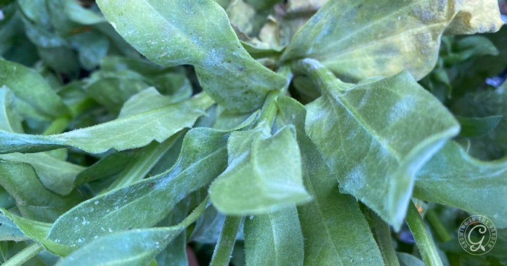 If you suspect powdery mildew, it's important to take action since it can spread quickly throughout your plant.