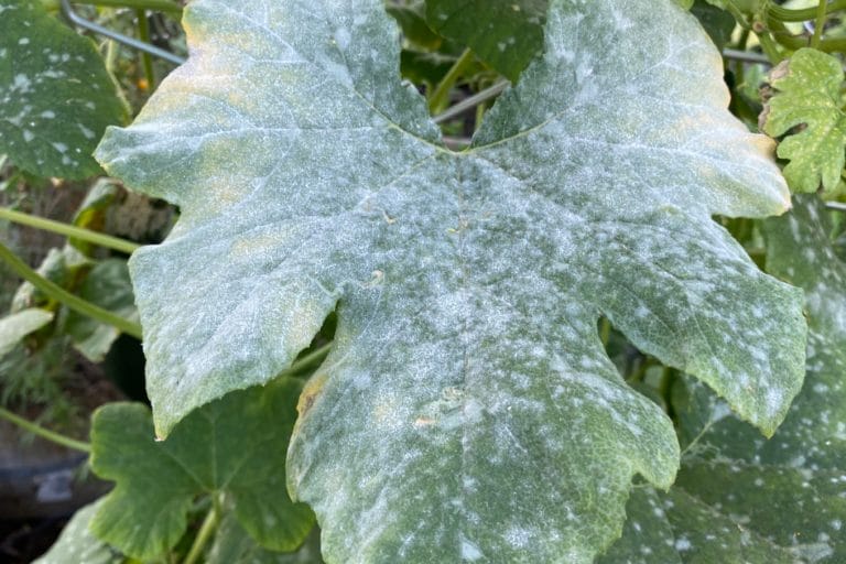 How to Prevent & Treat Powdery Mildew in Your Garden featured image