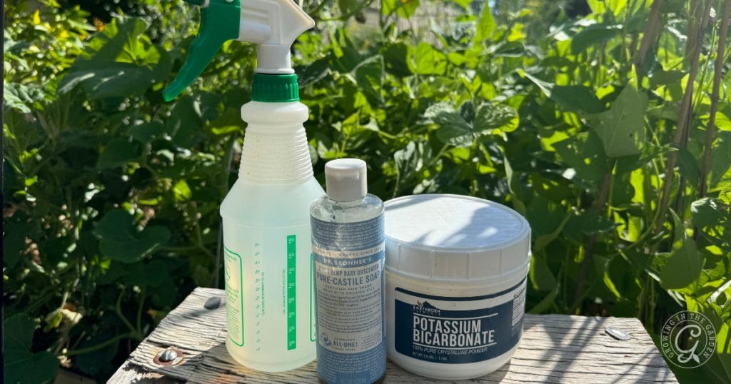 How to Prevent and Treat Powdery Mildew in Your Garden