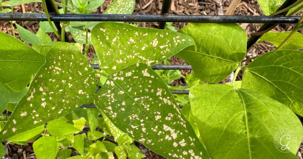 How to Prevent and Treat Powdery Mildew in Your Garden