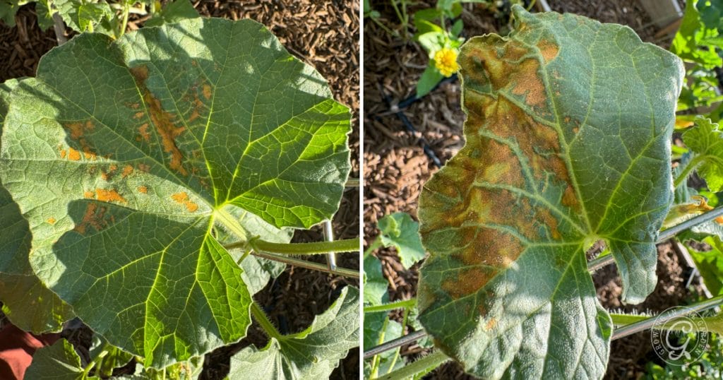 How to Prevent and Treat Powdery Mildew in Your Garden