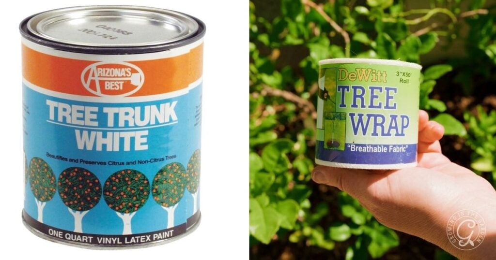 A can of Arizona’s Best Tree Trunk White paint and a roll of DeWitt Tree Wrap held in a hand, side by side against leafy green backgrounds—ideal to paint or wrap citrus bark and protect it from sunscald.