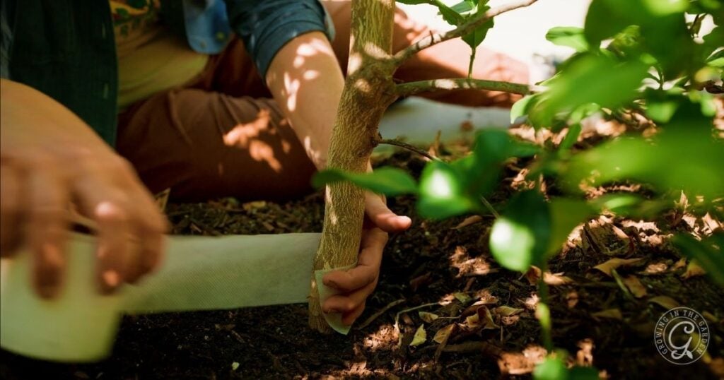 A person wraps citrus tree wrap around the base of a small tree trunk planted in soil, with green foliage nearby.