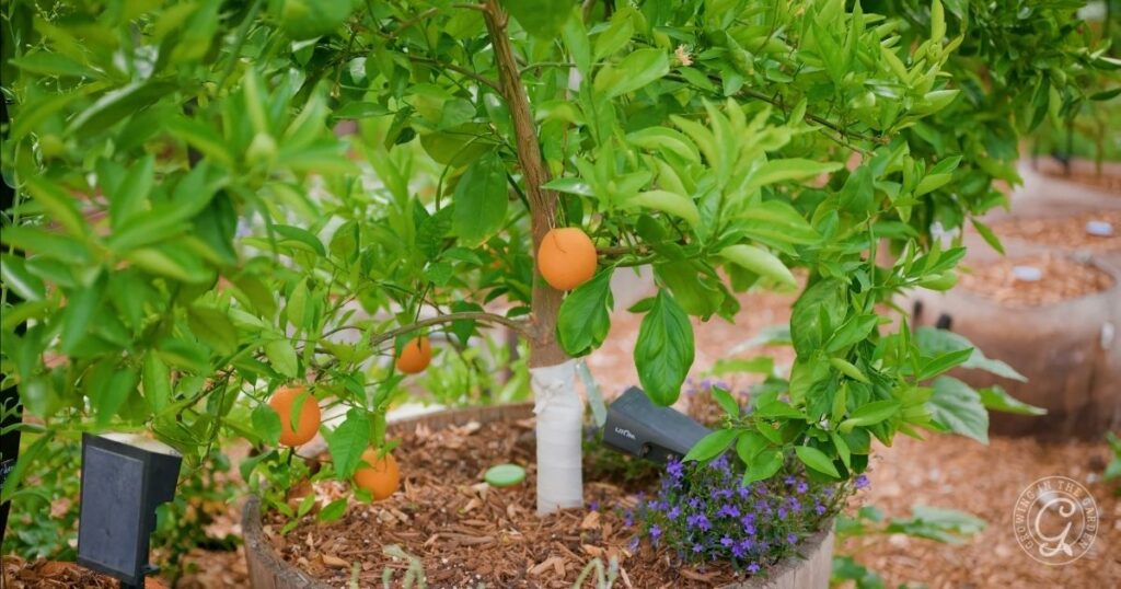 A small orange tree with several ripe oranges growing in a garden bed, surrounded by mulch and small purple flowers.