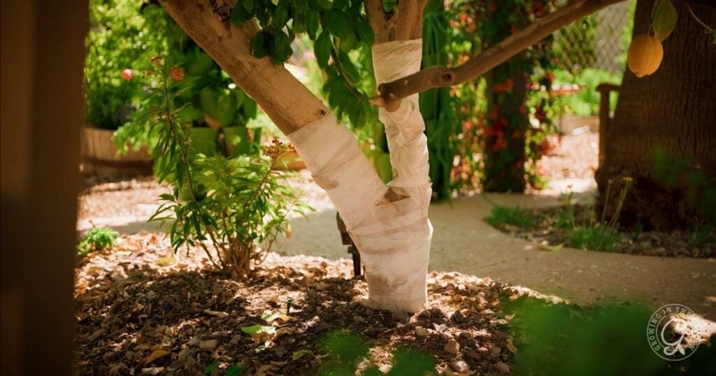 A tree trunk wrapped with white fabric stands in a garden with soil and mulch at its base; leaves and a single lemon are visible.