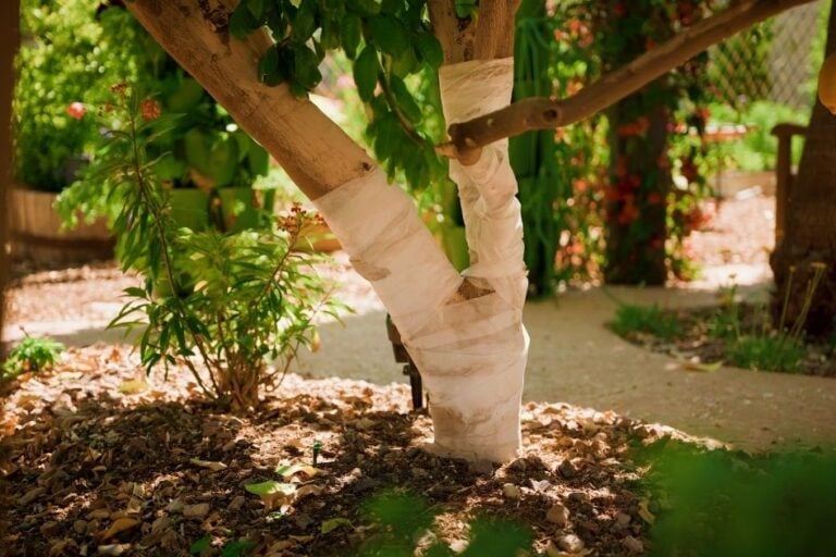 How to Protect Citrus Bark from Sunburn featured image