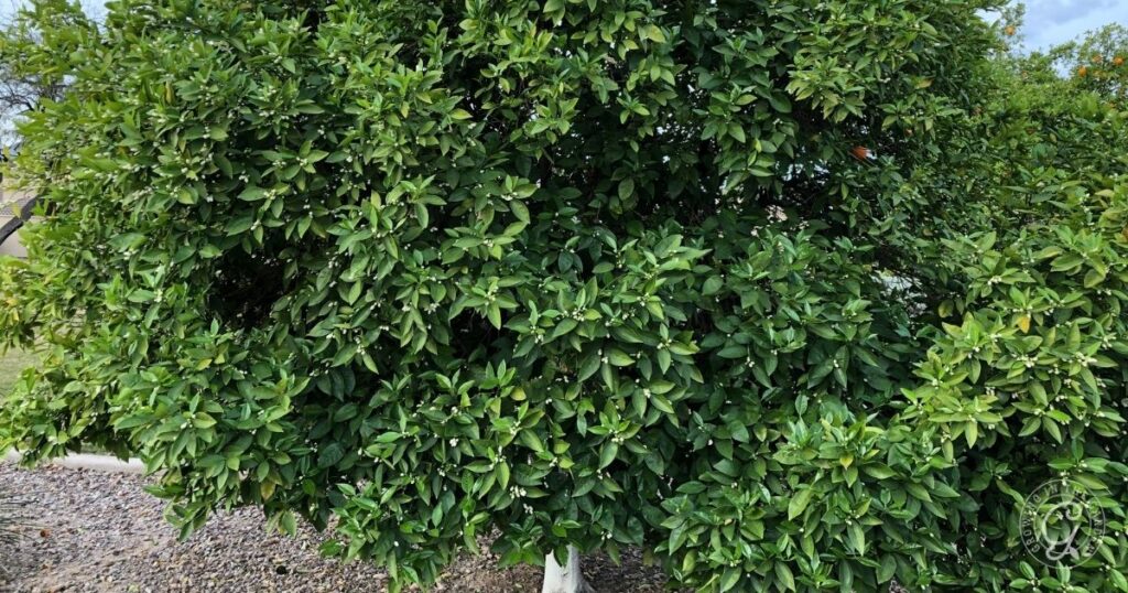 A dense green orange tree with abundant leaves and some small unripe oranges, standing on a gravel surface outdoors.