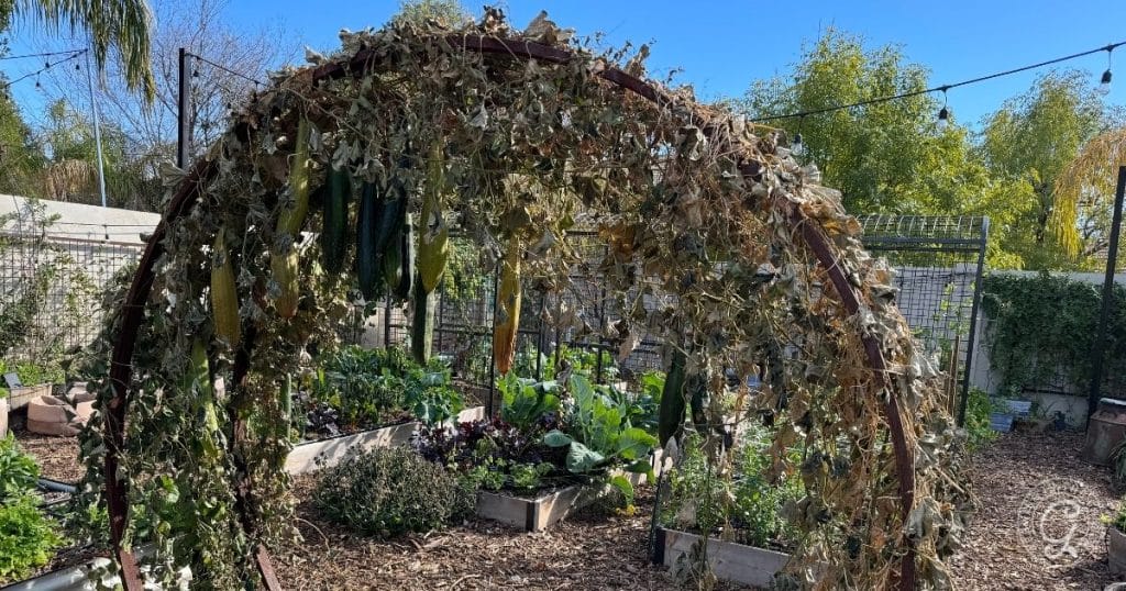 What to Cover in a Freeze and Which Plants Survive Frost