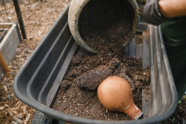 How to Refresh Old Potting Soil and Save Money featured image