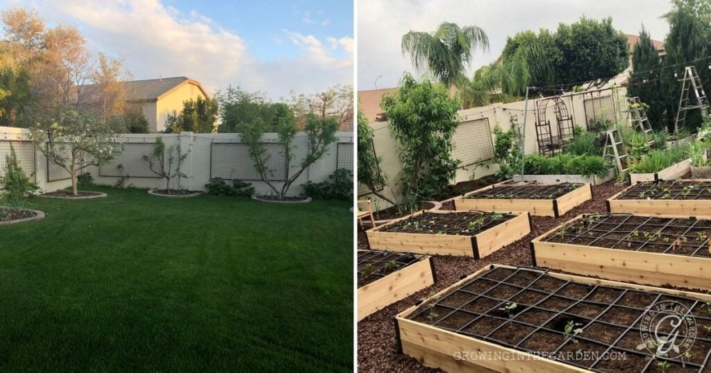 Side-by-side images: a grassy backyard, and the same yard transformed into raised garden beds with young plants—showcasing one method of how to kill Bermuda Grass and create a thriving garden space.